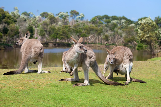 phillip island tour from melbourne