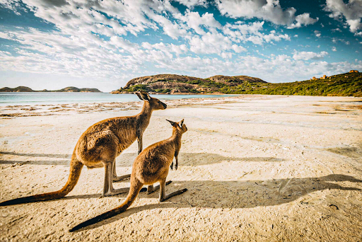 Explore the Spectacular Phillip Island on a Tour from Melbourne