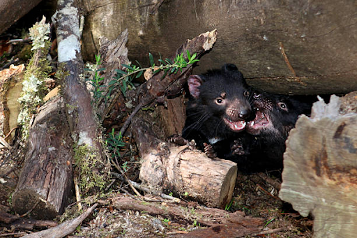 Discovering the Best Spots for Tasmanian Devil Sightings in Hobart