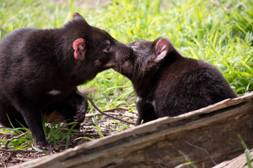 Uncovering the Top Locations to Witness Tasmanian Devils in Hobart